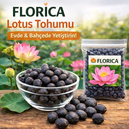 20 Adet Lotus Çiçeği Tohumu Nilüfer Çiçeği Karışık Renkli Orjinal Lotus Su ve Toprakta Yetişir