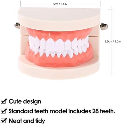 Hanying diş modeli Diş Çocuk Diş Öğretim Modeli Yetişkin Diş Diş etleri Okuyan Çocuklar için Standart Gösteri Aracı