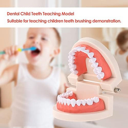 Hanying diş modeli Diş Çocuk Diş Öğretim Modeli Yetişkin Diş Diş etleri Okuyan Çocuklar için Standart Gösteri Aracı