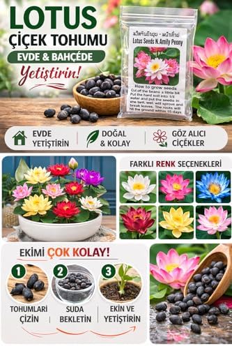 Lotus Çiçeği Tohumu 6 Adet – Nilüfer Çiçeği Tohumu Nadir Kutsal Lotus (6)