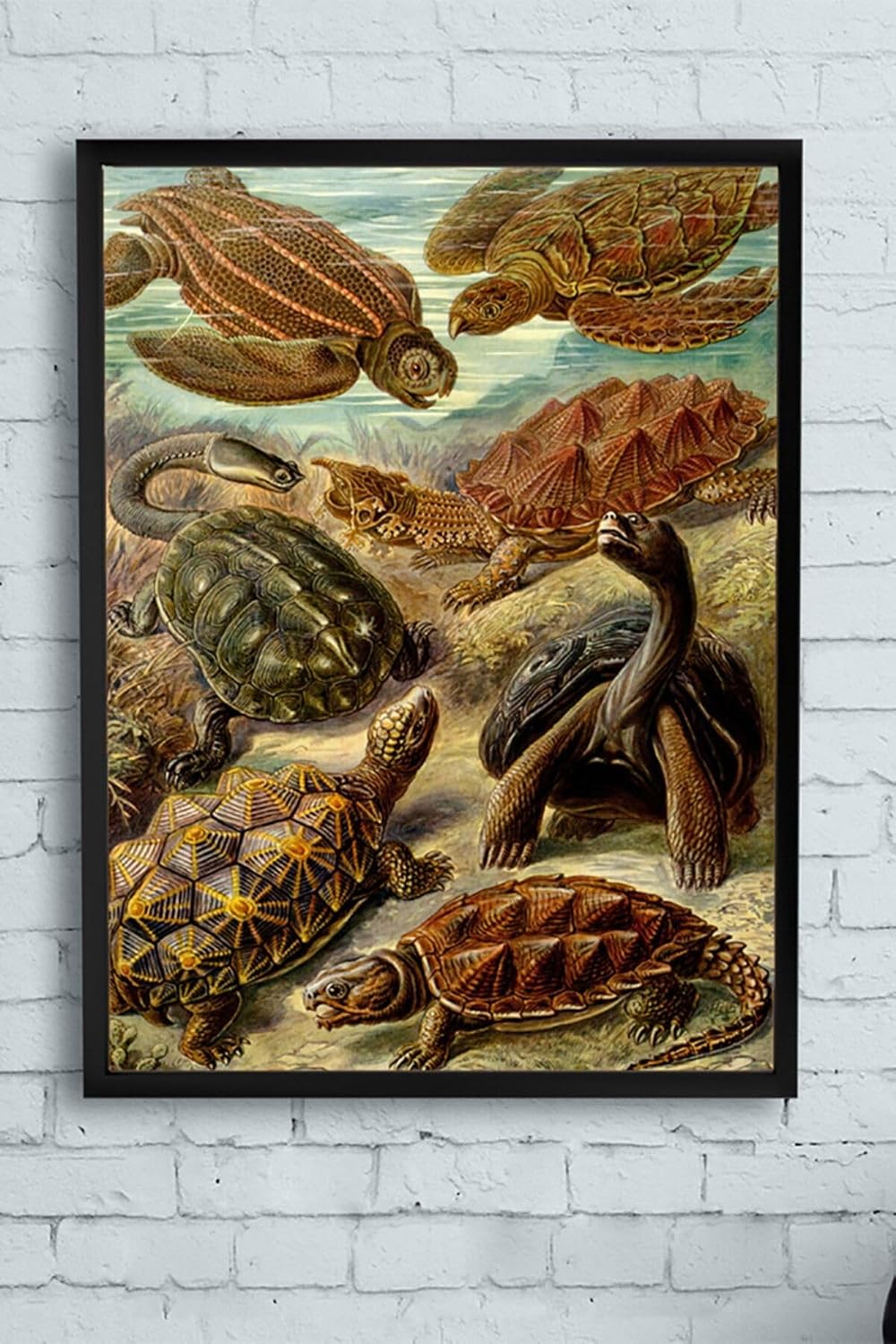 Postermanya (pster11504) Kaplumbağa Hayvan Çerçeveli Tablo (40x50cm)