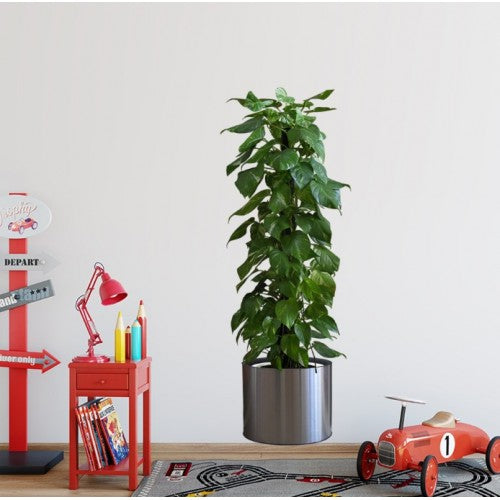 Saksılı Bitki Tasarımlı Yapışkanlı Sticker Resim 90*30 cm (5643)
