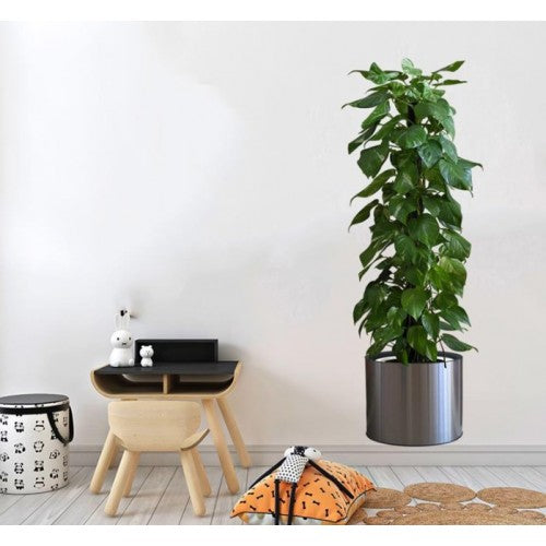 Saksılı Bitki Tasarımlı Yapışkanlı Sticker Resim 90*30 cm (5643)